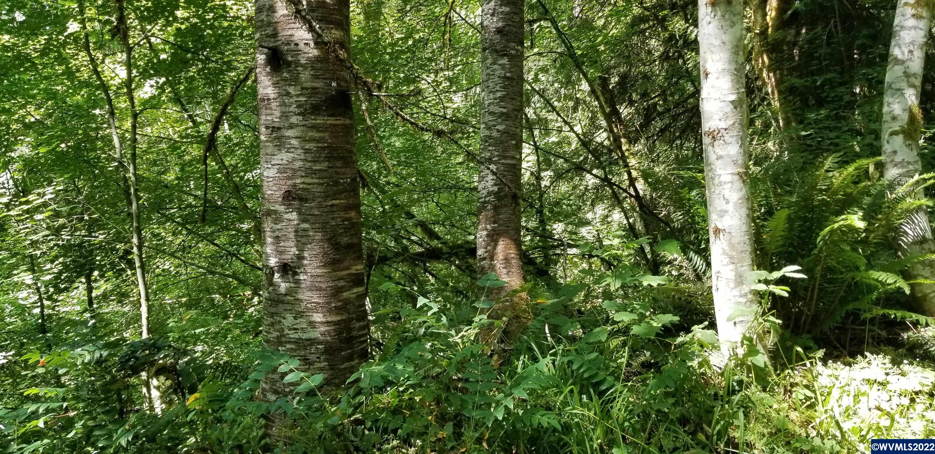 0 Northwest Dixie Mountain Road Scappoose, OR 97056 - Photo 2 of 4