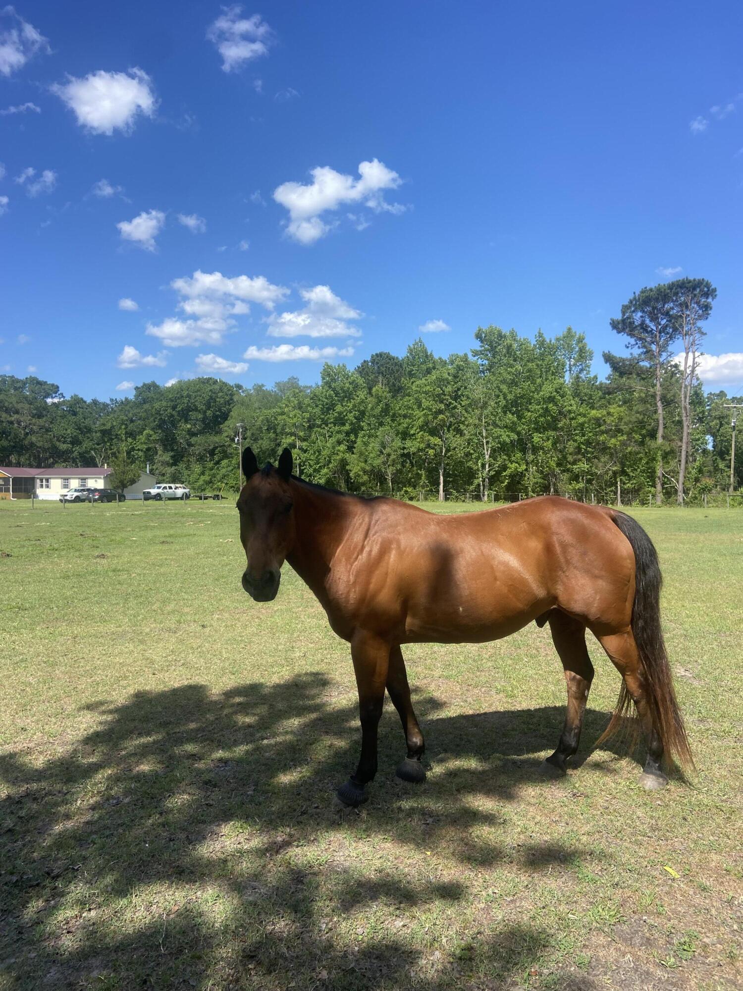 163 Keans Neck Road Seabrook, SC 29940 - Photo 31 of 62 pastures