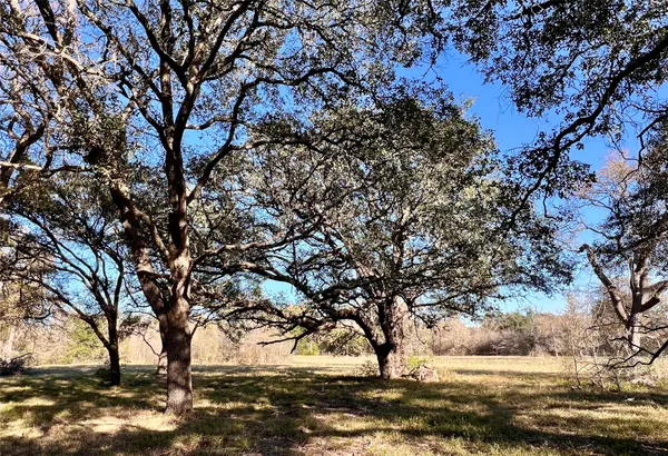 a view of yard with large trees