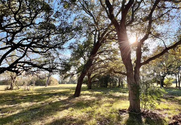 a view of a yard with a tree