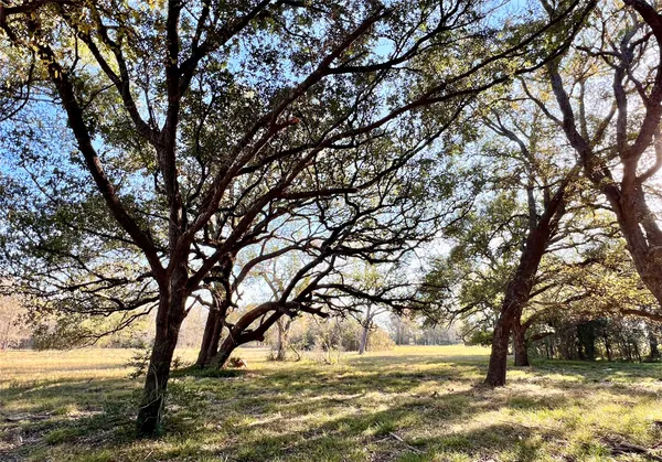 a view of yard with trees