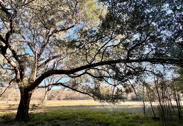 a view of tree
