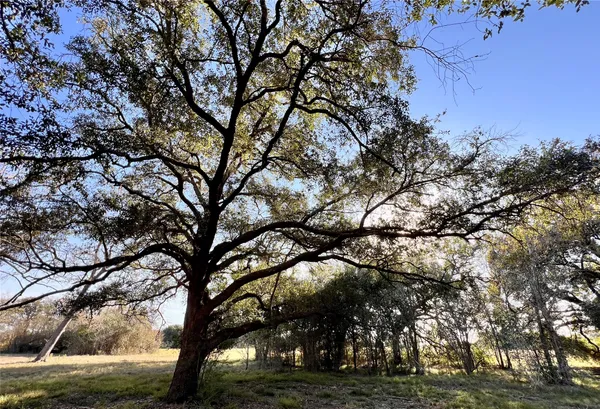 a view of tree