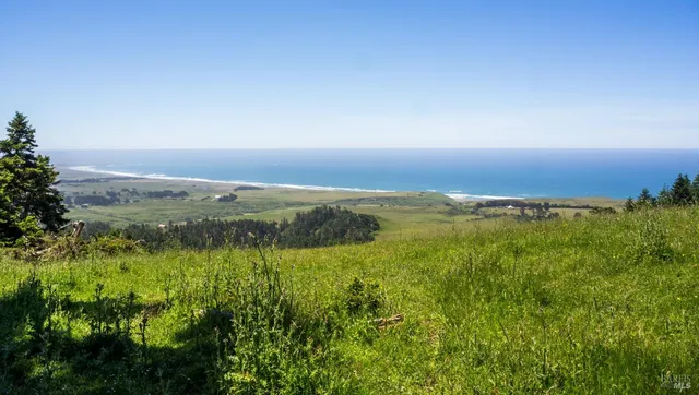 a view of a tree with a tree in the background
