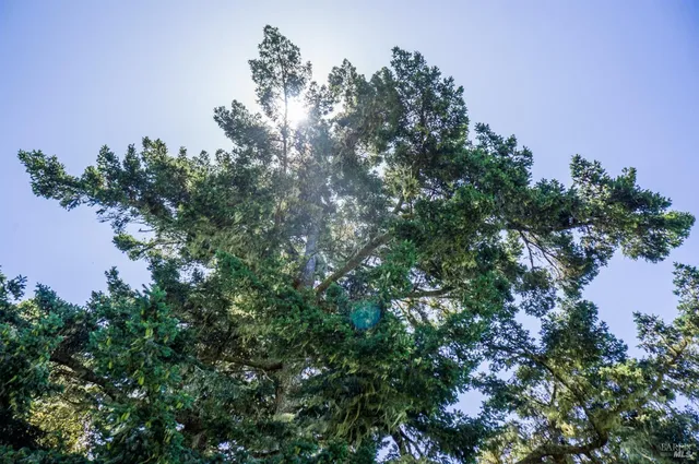 a view of a yard with a house in the background