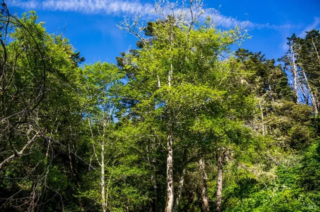 $10,900,000 | 16401 Highway 1, Manchester, CA 95459