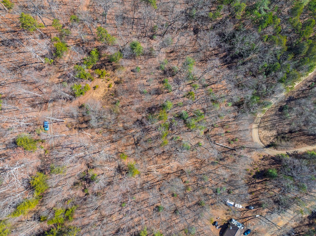 Lot 7 Daybreak Boulevard Murphy, NC 28906 - Photo 15 of 19 a picture of a tree