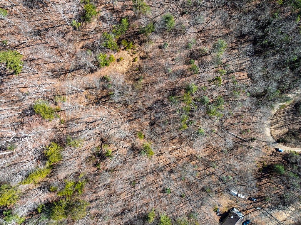 Lot 7 Daybreak Boulevard Murphy, NC 28906 - Photo 6 of 19 a view of a yard with a tree