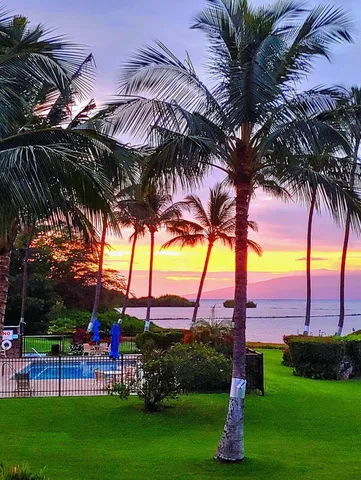 a view of a backyard with plants and a patio