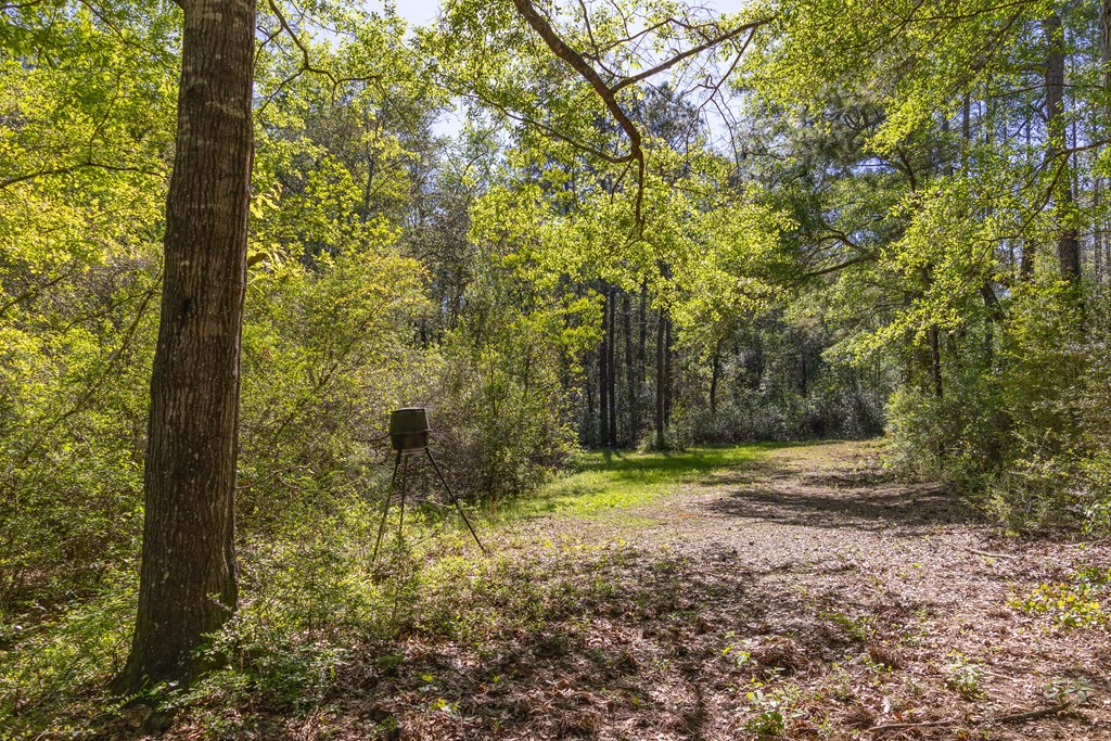 165-acres Harrison Road Kinston, AL 36453 - Photo 16 of 26