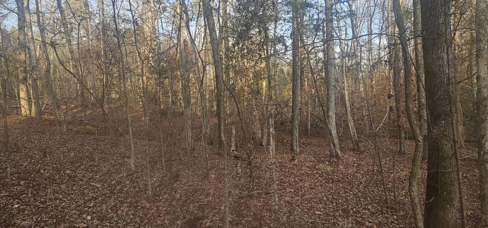 0 Bishop Road Pauline, SC 29374 - Photo 2 of 6