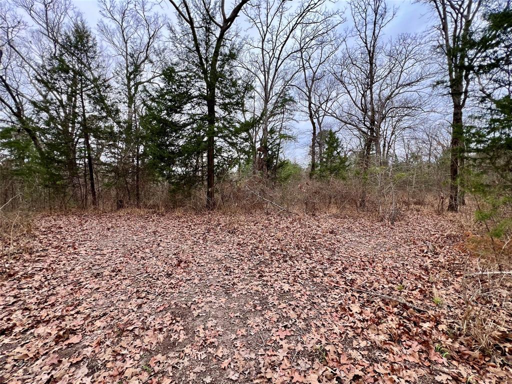 Tbd Cactus Road Pittsburg, TX 75686 - Photo 15 of 19 a backyard of a house with lots of green space