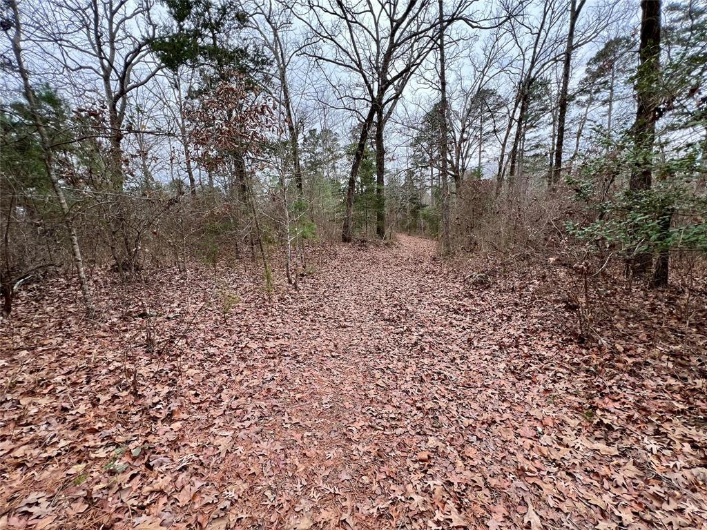 Tbd Cactus Road Pittsburg, TX 75686 - Photo 16 of 19 a view of a yard with a tree