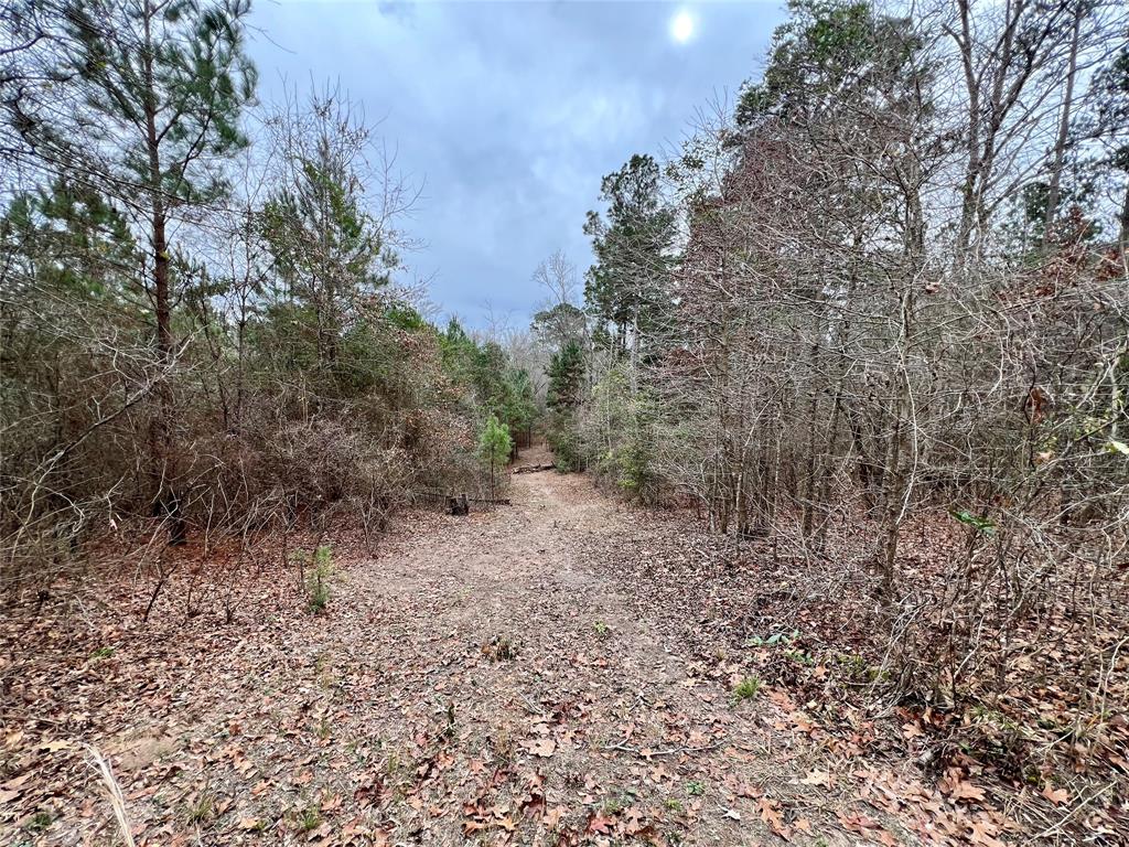 Tbd Cactus Road Pittsburg, TX 75686 - Photo 17 of 19 a view of a yard with a tree