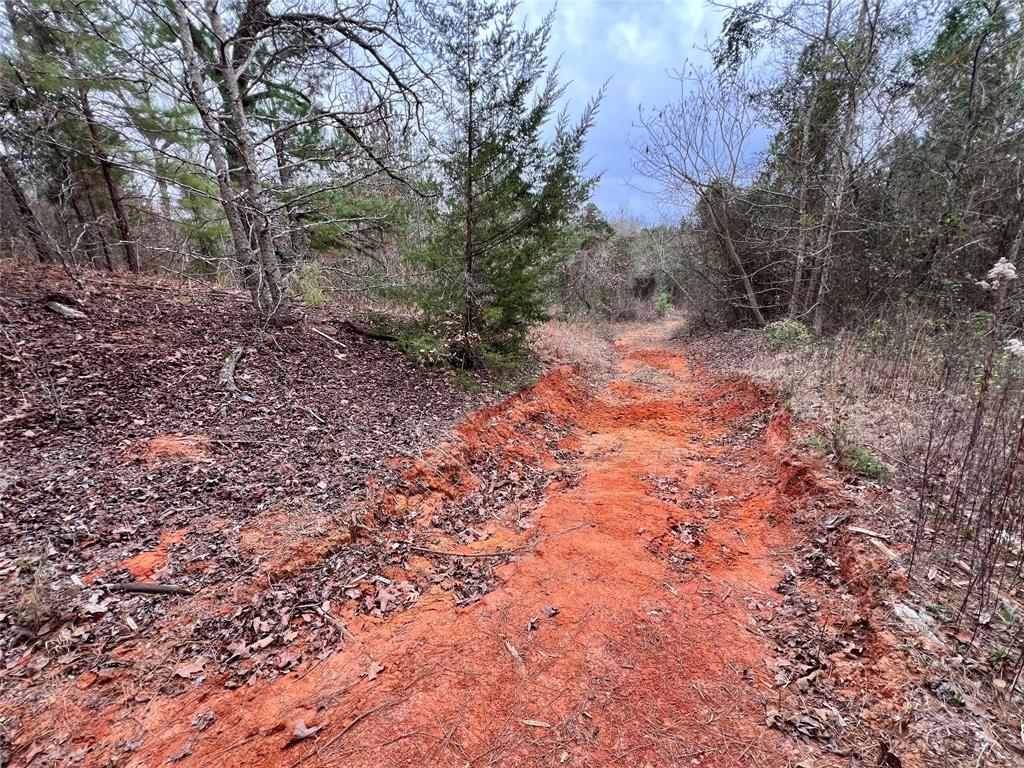 Tbd Cactus Road Pittsburg, TX 75686 - Photo 18 of 19 a backyard of a house with lots of green space