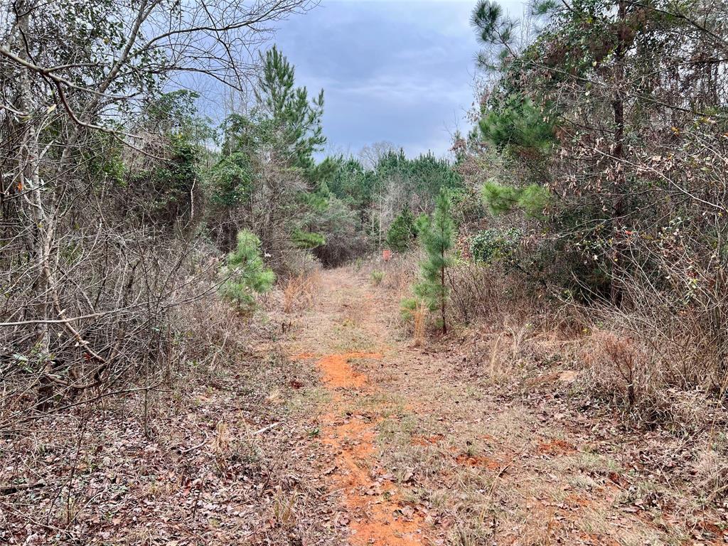 Tbd Cactus Road Pittsburg, TX 75686 - Photo 19 of 19 a view of a forest with trees