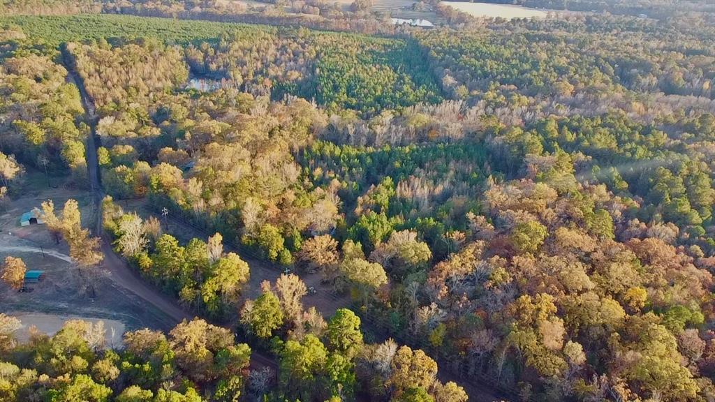 Tbd Cactus Road Pittsburg, TX 75686 - Photo 2 of 19 a picture of flowers