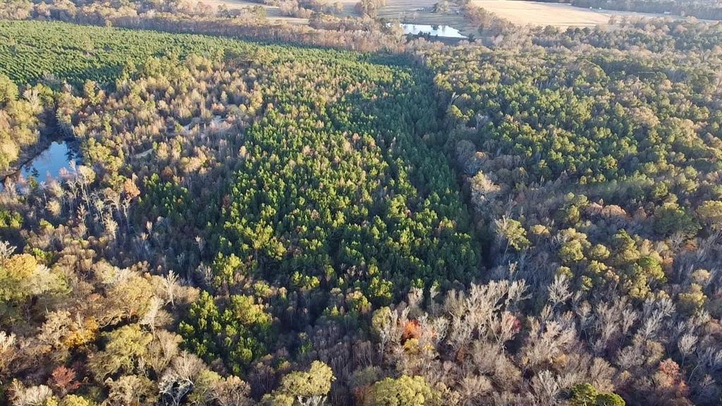 Tbd Cactus Road Pittsburg, TX 75686 - Photo 5 of 19