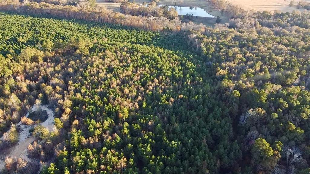 Tbd Cactus Road Pittsburg, TX 75686 - Photo 6 of 19 a view of a bunch of trees