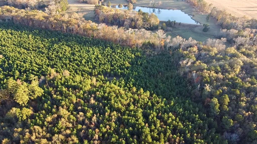 Tbd Cactus Road Pittsburg, TX 75686 - Photo 7 of 19 a view of a bunch of flowers
