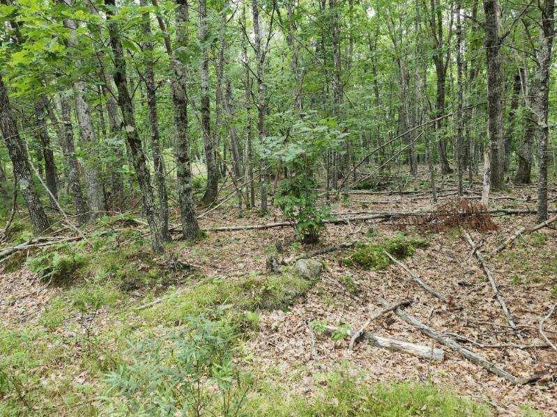 Lot 7-part West Neck Road Nobleboro, ME 04555 - Photo 5 of 6 image000005(3)