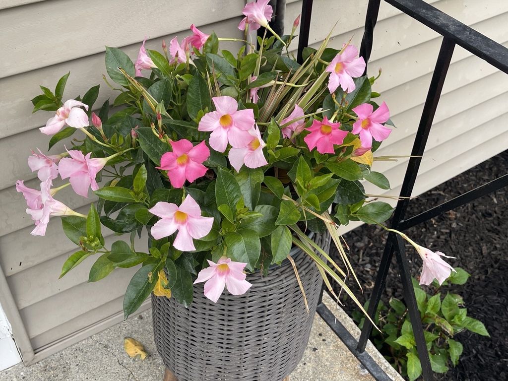 41 Knowles Road Worcester, MA 01602 - Photo 32 of 34