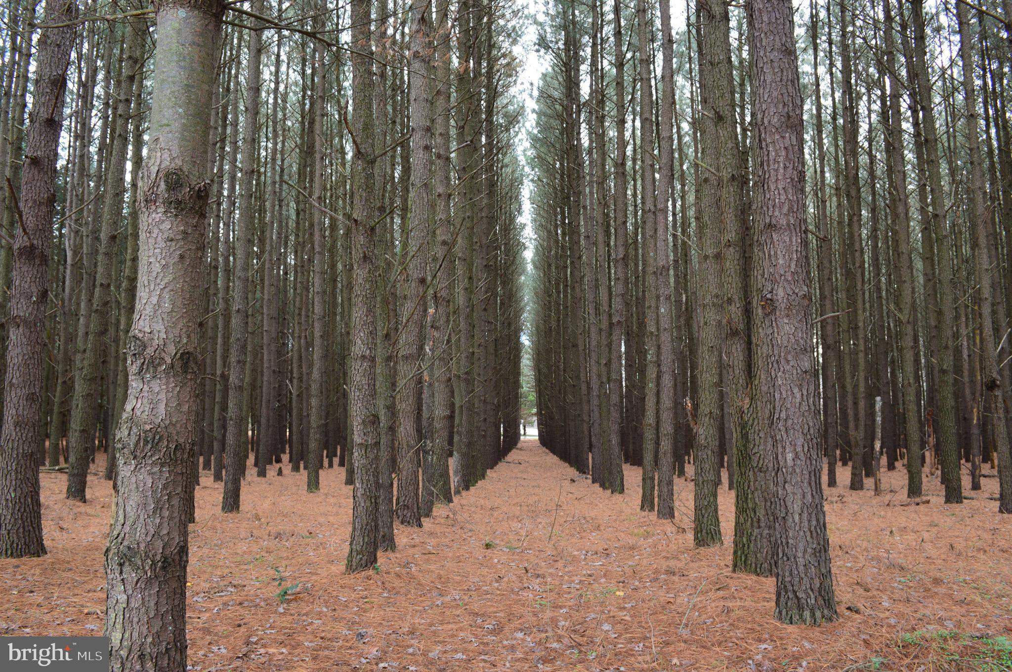 7424 Cherry Walk Road Hebron, MD 21830 - Photo 51 of 59 5 Acres of "Farmed " Forest