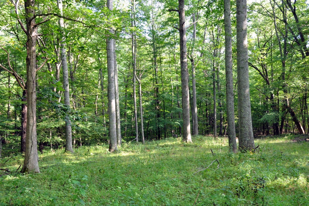 2438 Griffith Creek Road Alderson, WV 24910 - Photo 13 of 68 Gallery Image 13