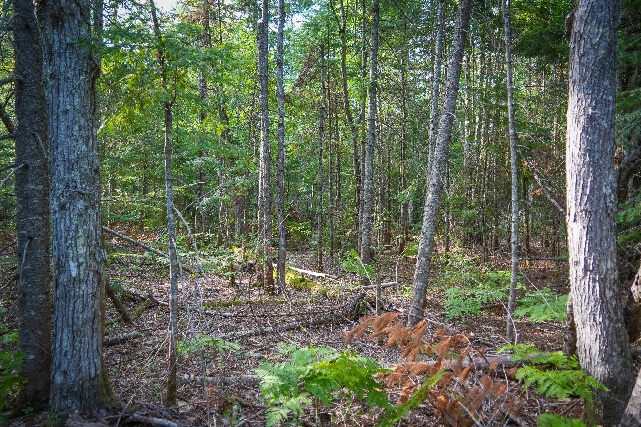 3505 Timber Lost Road Paradise, MI 49768 - Photo 46 of 63 DSC01381