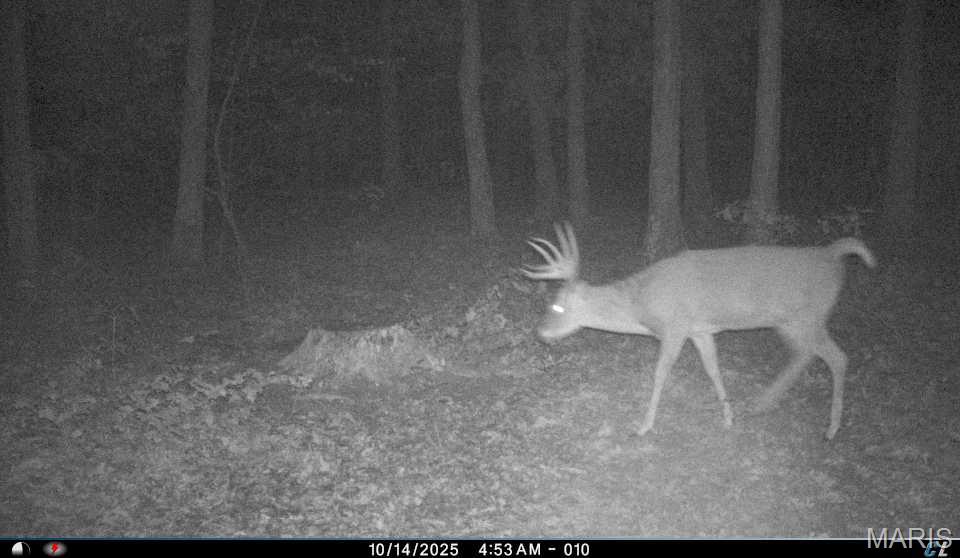 6552 High Point Road Montreal, MO 65591 - Photo 4 of 84