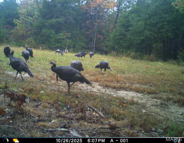 6552 High Point Road Montreal, MO 65591 - Photo 5 of 84