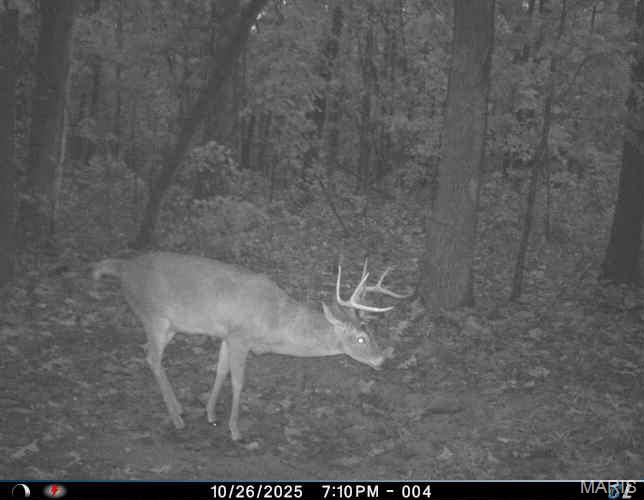 6552 High Point Road Montreal, MO 65591 - Photo 6 of 84