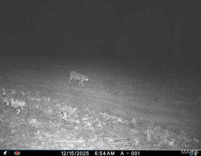 6552 High Point Road Montreal, MO 65591 - Photo 61 of 84