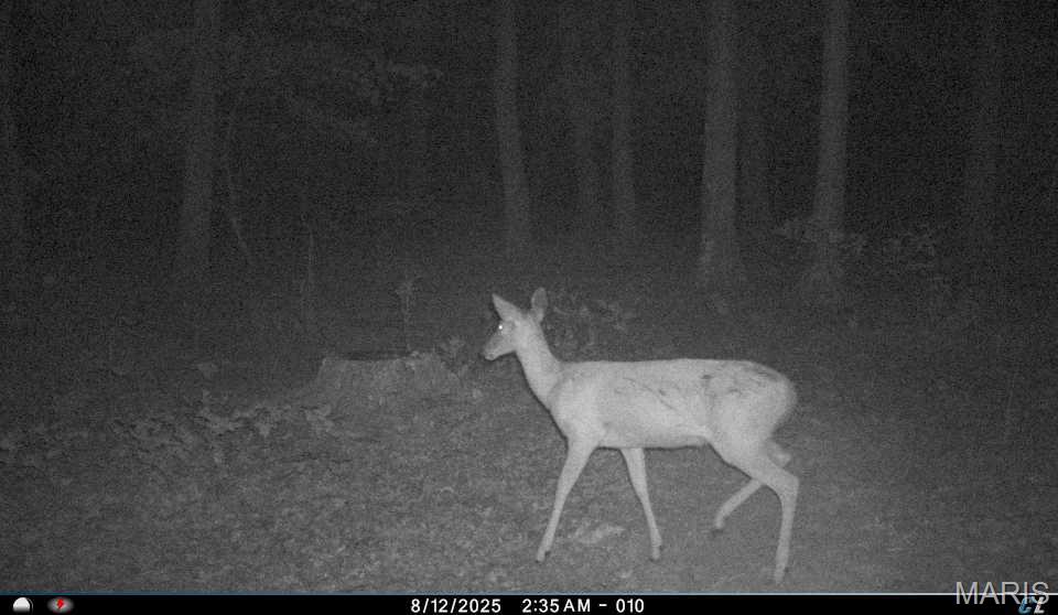 6552 High Point Road Montreal, MO 65591 - Photo 74 of 84