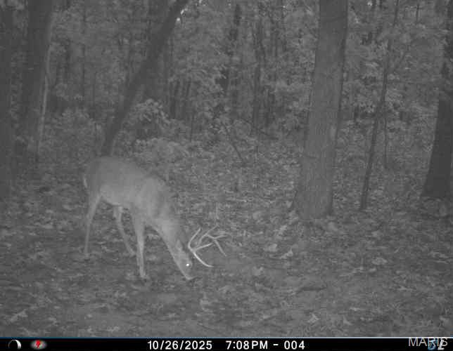 6552 High Point Road Montreal, MO 65591 - Photo 83 of 84