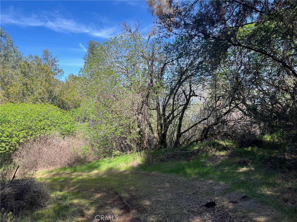 6189 Soda Bay Road Kelseyville, CA 95451 - Photo 4 of 5 a view of a yard with a tree