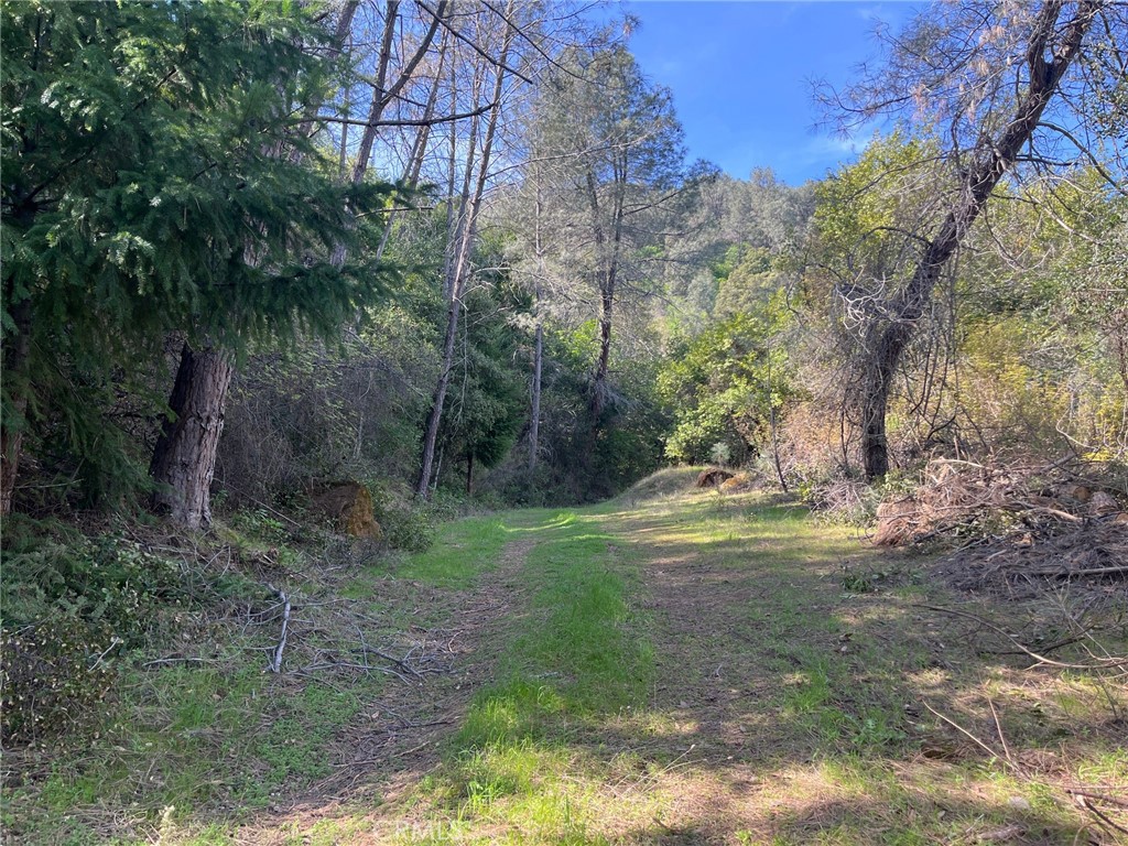 6189 Soda Bay Road Kelseyville, CA 95451 - Photo 5 of 5 a view of a yard with a tree