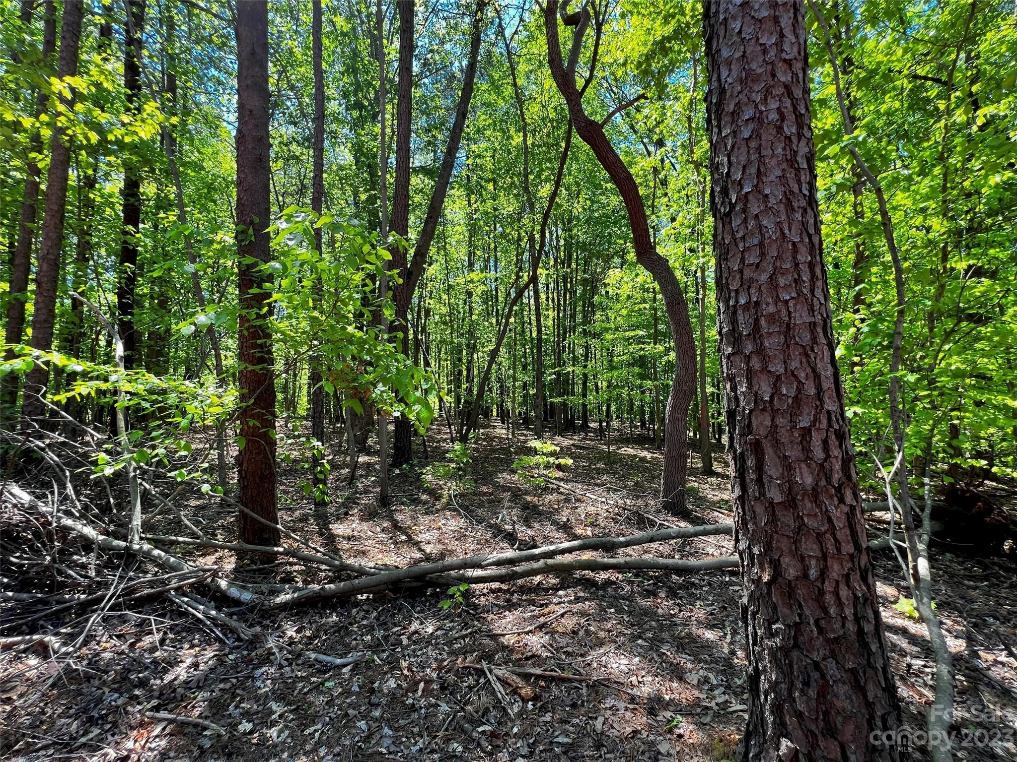 157 Copper Pne Lane, Unit 7 Davidson, NC 28036 - Photo 13 of 20 a view of forest