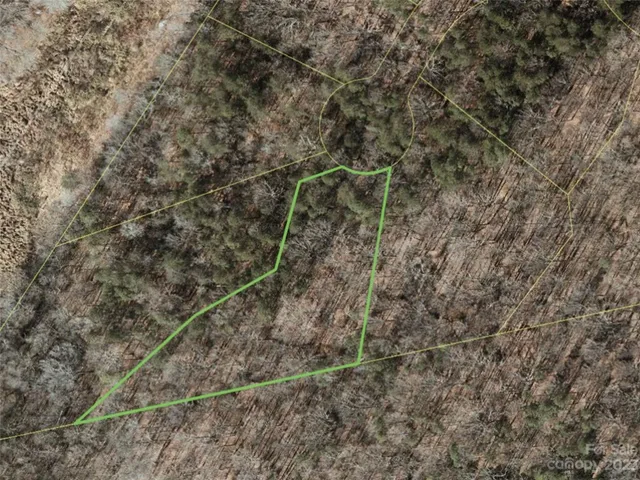 a close up of a tree