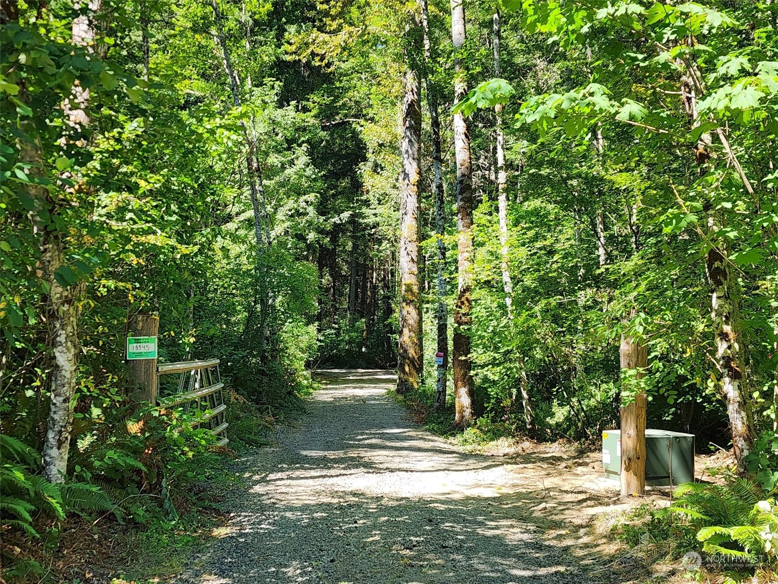 a view of a yard with plants and large trees