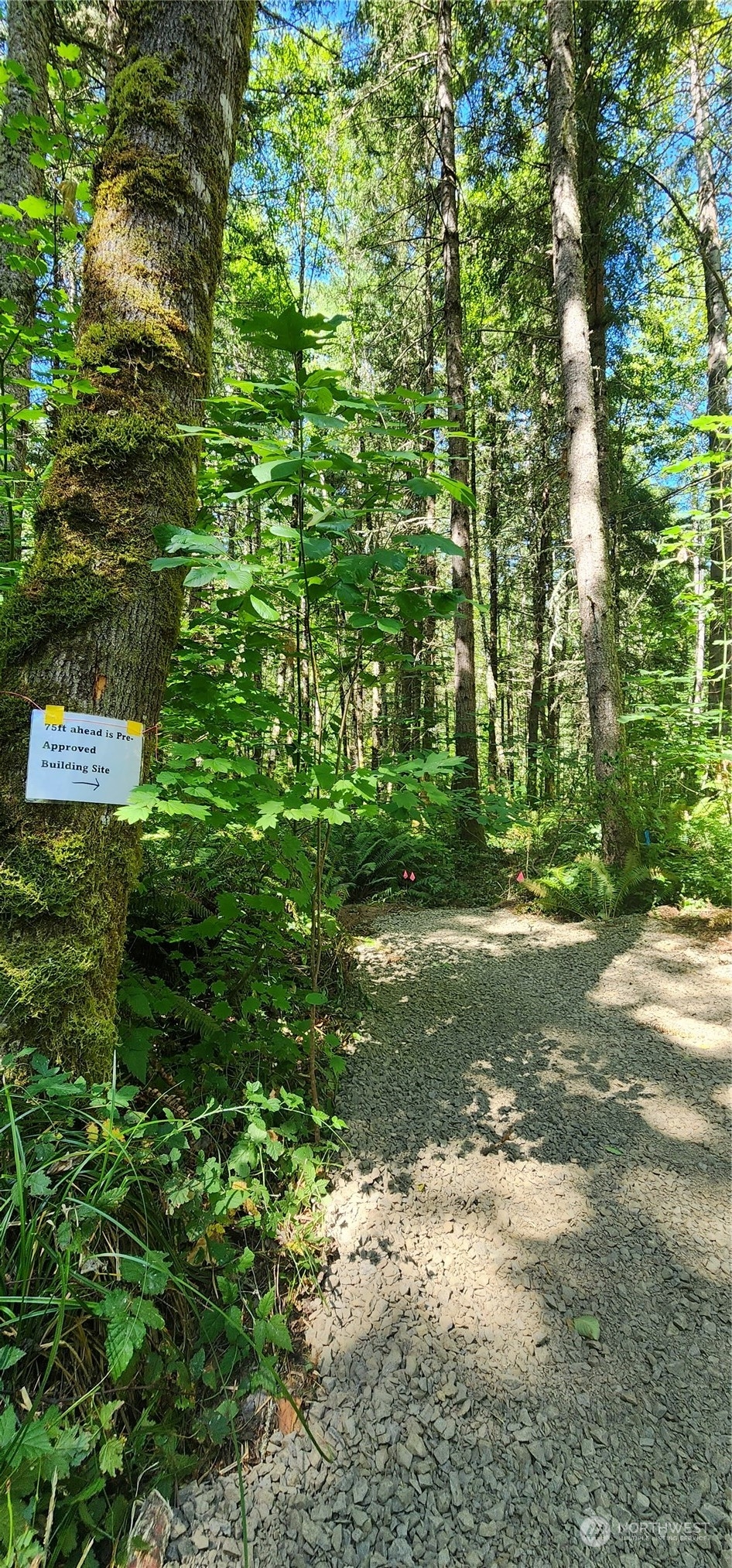 15545 Runyon Road Southeast Rainier, WA 98576 - Photo 12 of 25 a view of a yard with plants and large trees