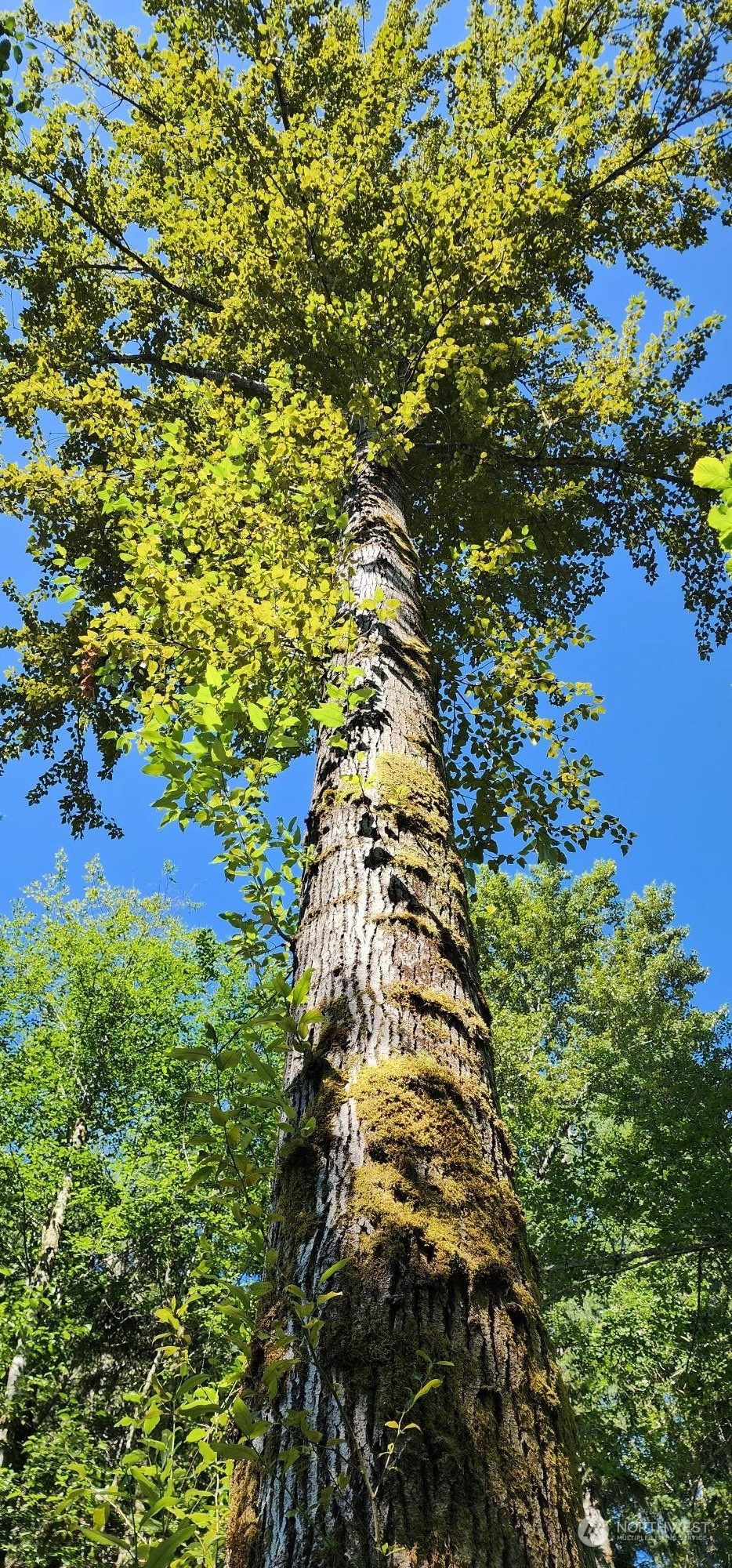 15545 Runyon Road Southeast Rainier, WA 98576 - Photo 14 of 25