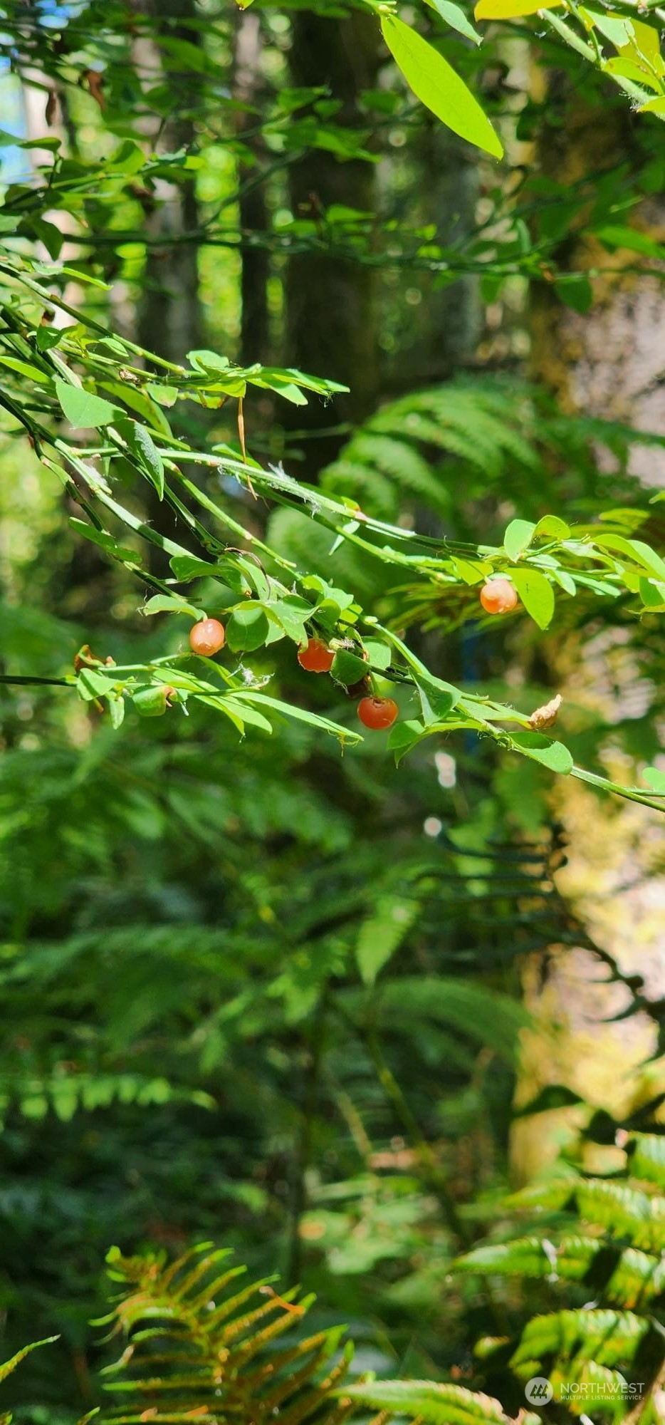 15545 Runyon Road Southeast Rainier, WA 98576 - Photo 15 of 25 a backyard of a house