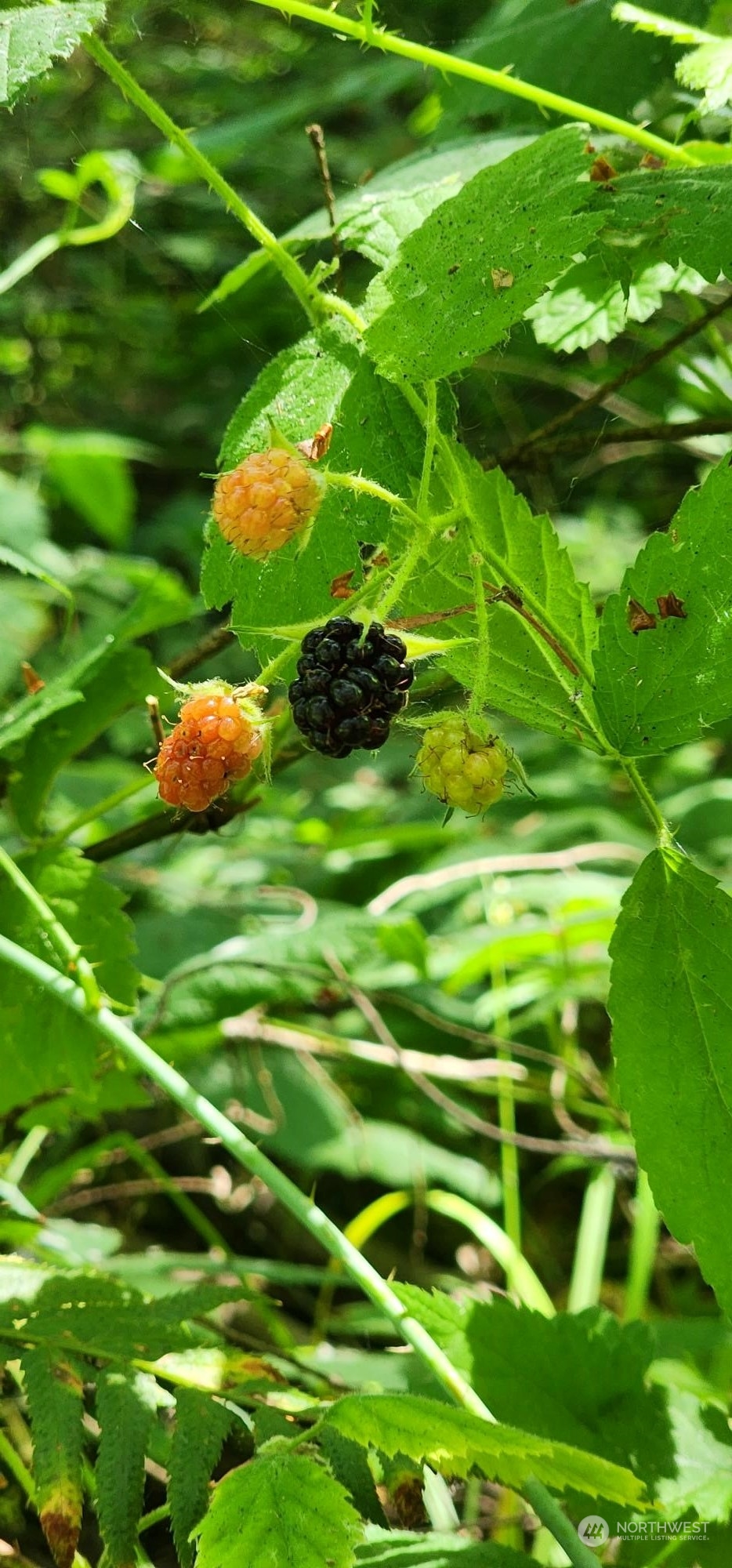 15545 Runyon Road Southeast Rainier, WA 98576 - Photo 16 of 25 a view of a small yard