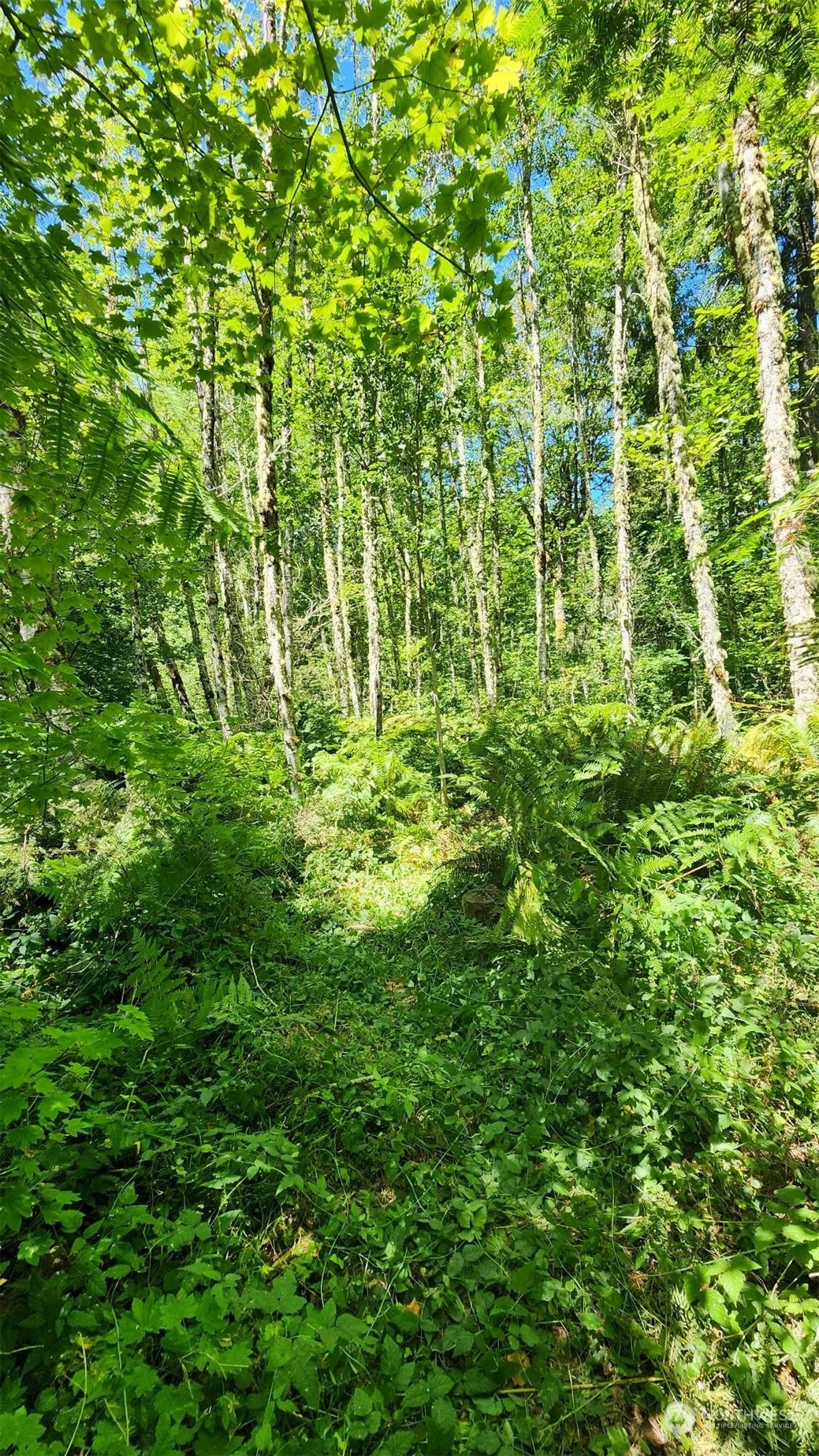15545 Runyon Road Southeast Rainier, WA 98576 - Photo 18 of 25 a view of a lush green space