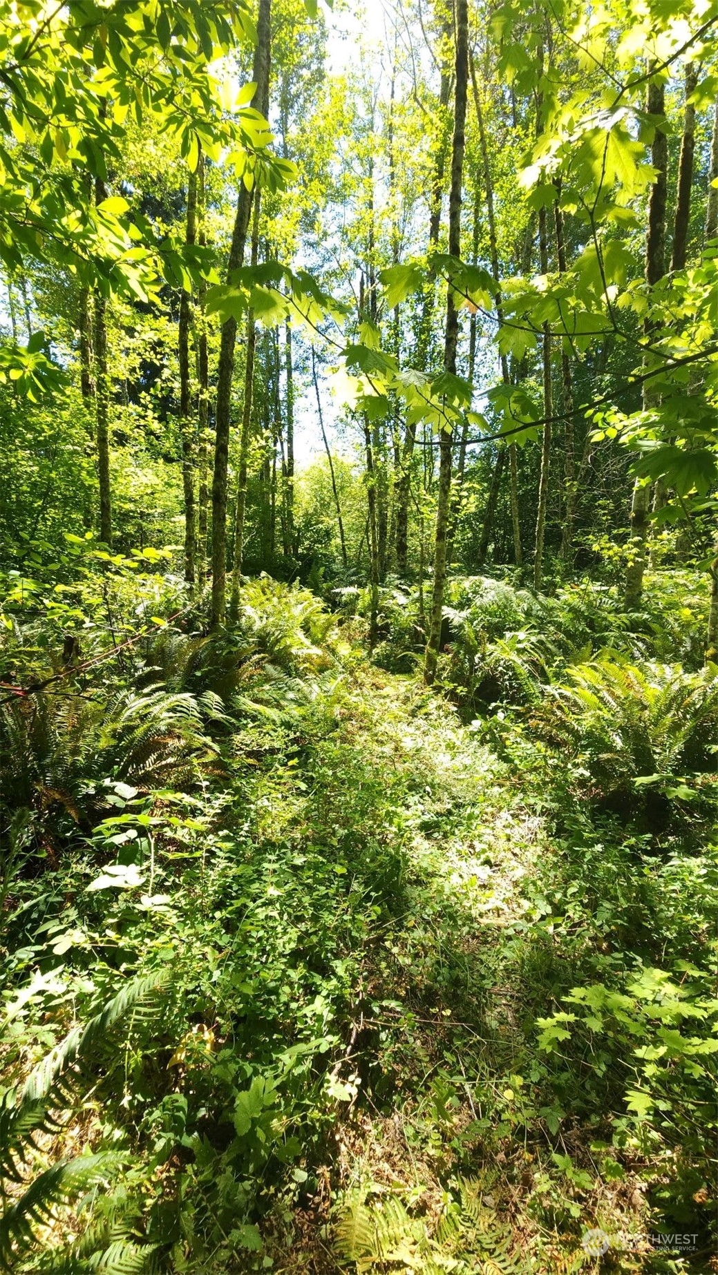 15545 Runyon Road Southeast Rainier, WA 98576 - Photo 19 of 25 a view of a yard