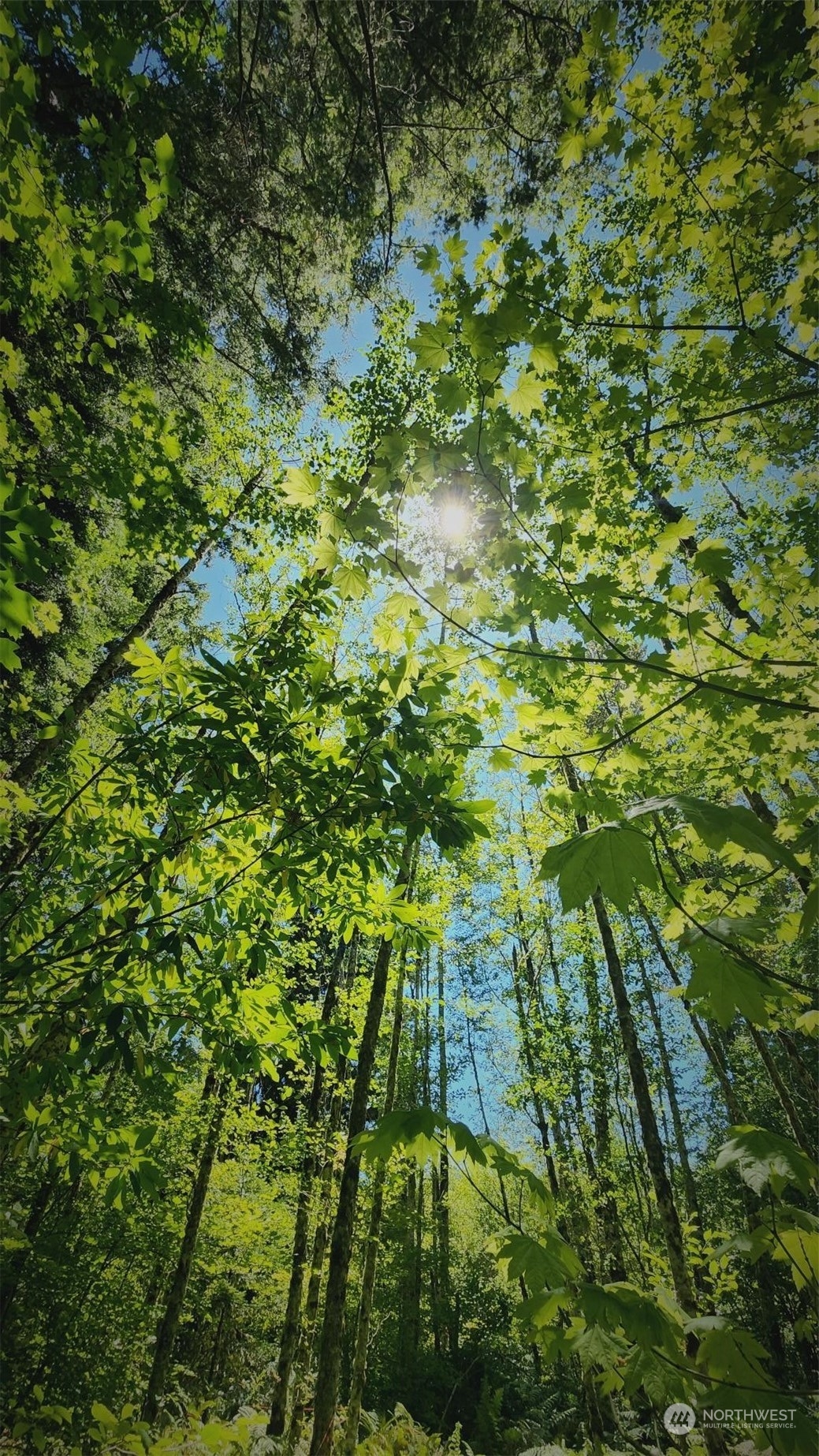 15545 Runyon Road Southeast Rainier, WA 98576 - Photo 20 of 25 a view of a lush green forest