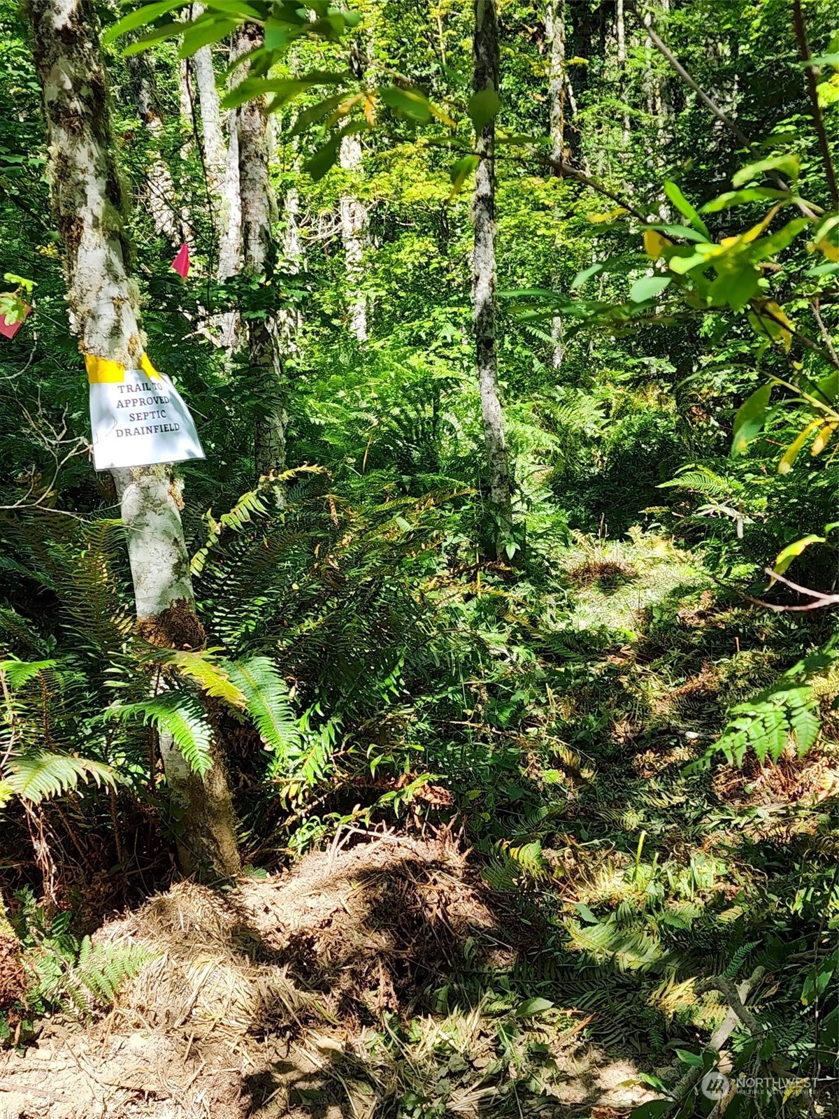 15545 Runyon Road Southeast Rainier, WA 98576 - Photo 6 of 25 a view of a tree in a garden