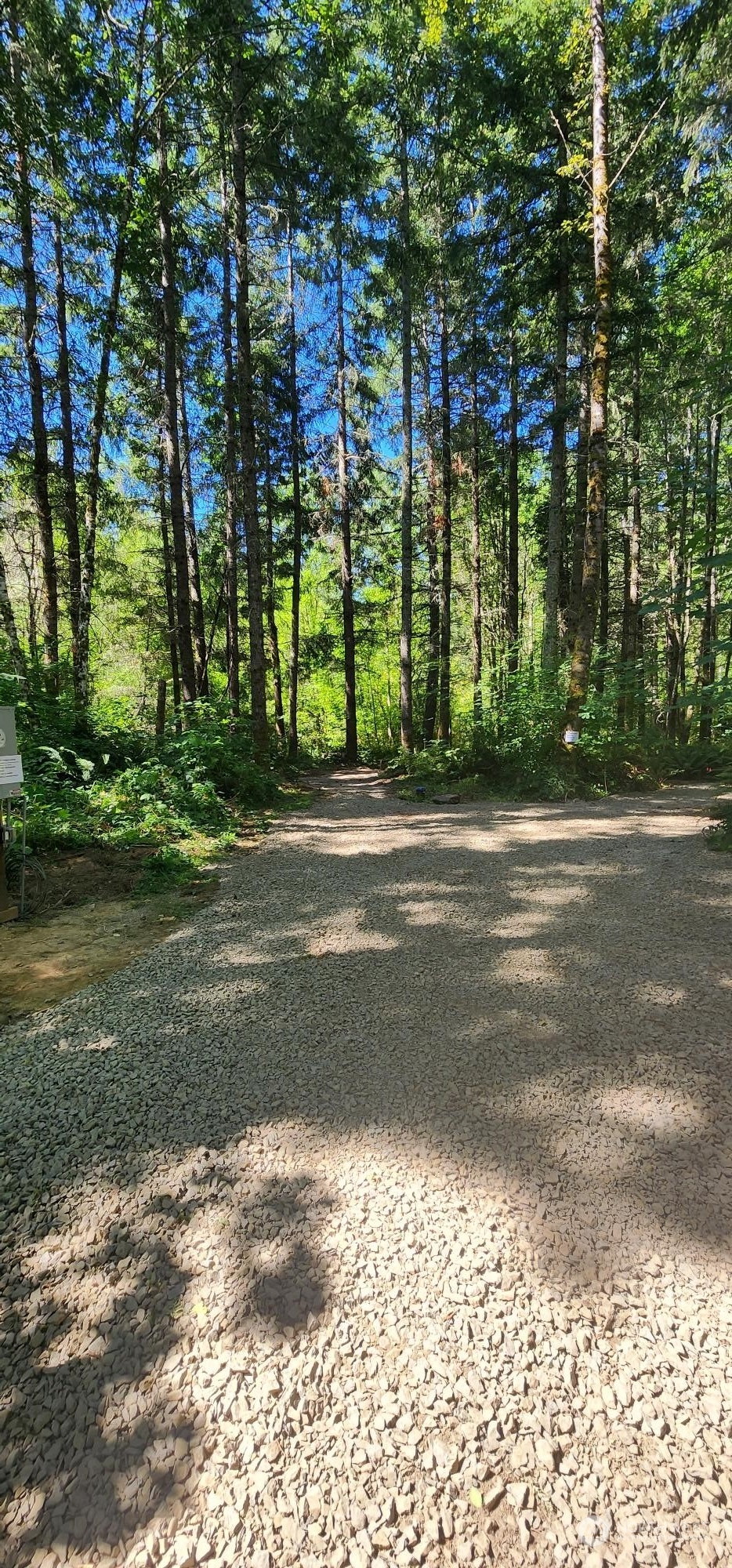 15545 Runyon Road Southeast Rainier, WA 98576 - Photo 7 of 25 a view of a yard with a trees