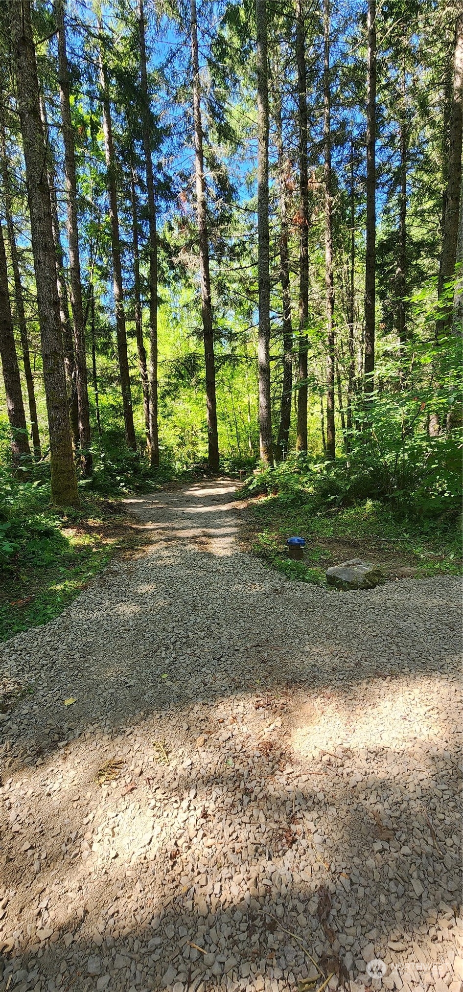 15545 Runyon Road Southeast Rainier, WA 98576 - Photo 9 of 25 a view of a yard with plants and large trees